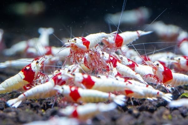 SF Aquatic Caridina Taiwanese Bee Shrimp Juveniles