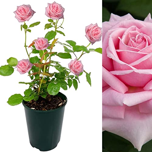 Rose Bush Frederic Mistral - Floribunda Pink Rose Bush for The Garden in a 3Litre Pot (1)
