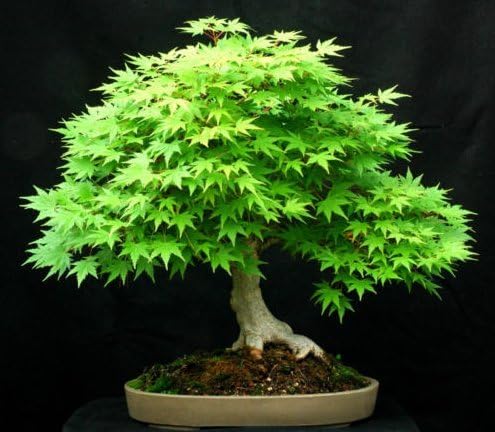 Fresh Green Japanese Maple (acer palmatum) 10 Seeds Bonsai Maple Tree