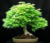 Fresca de arce japonés (Acer palmatum verde) 10 Semillas Bonsai Árbol de arce