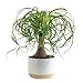 Costa Farms Ponytail Palm Live Plant in Decorative Pot, Easy to Maintain Indoor Houseplant, Perfect for Home, Room, or Office Decor, Great House Warming or Birthday Gift, 12-22 Inches Tall