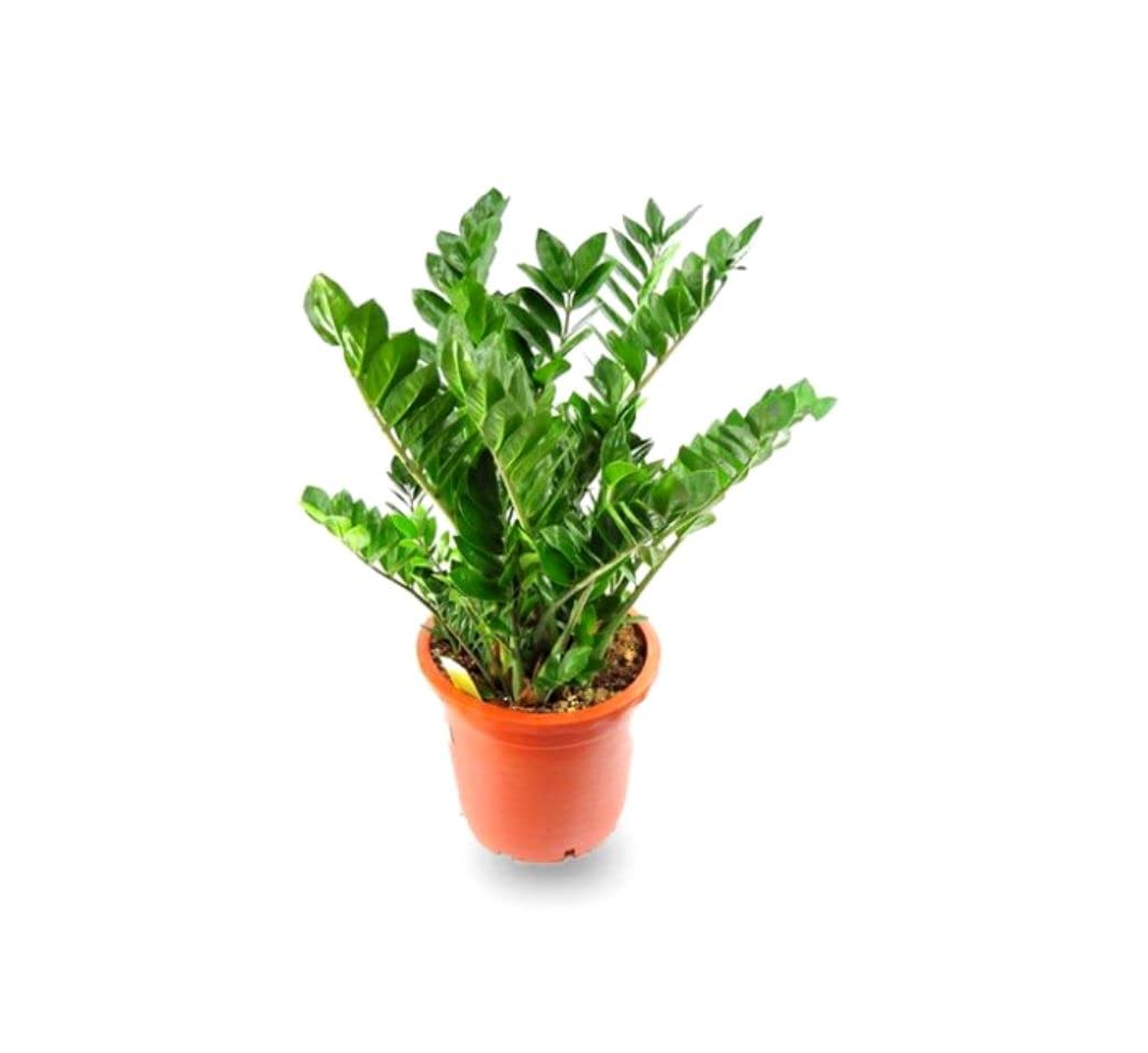 Plantzoin ZZ plant Zanzibar gem Zamioculcas zamiifolia Live Plant (B0BDX1RDVF) Amazon Price History, Amazon Price Tracker