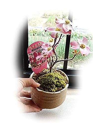 Amazon.co.jp: ミニ盆栽の ハナミズキ かわいい鉢植えミニサイズ