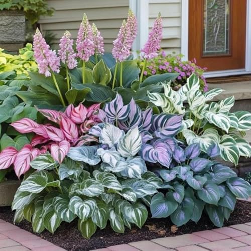 GROSSAMER Hosta Flower Seeds Imported Mixed Home Garden Plant For Pots Terrace Indoor Outdoor Easy Grow Decorative Premium Ornamental Landscaping (Pack Of 2 Bulb)