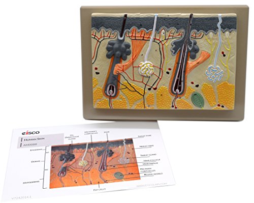 Image of EISCO Human Skin Model, 70x Enlarged - with Hand Painted Details - Mounted on Base, 13 inch x 9 inch