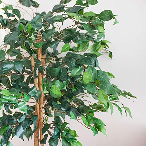 Image of Nearly Natural 5ft Artificial Ficus Tree, Triple Trunk Faux Greenery with Natural Wood Trunks for Indoor Home Decor, with Black Nursery Pot