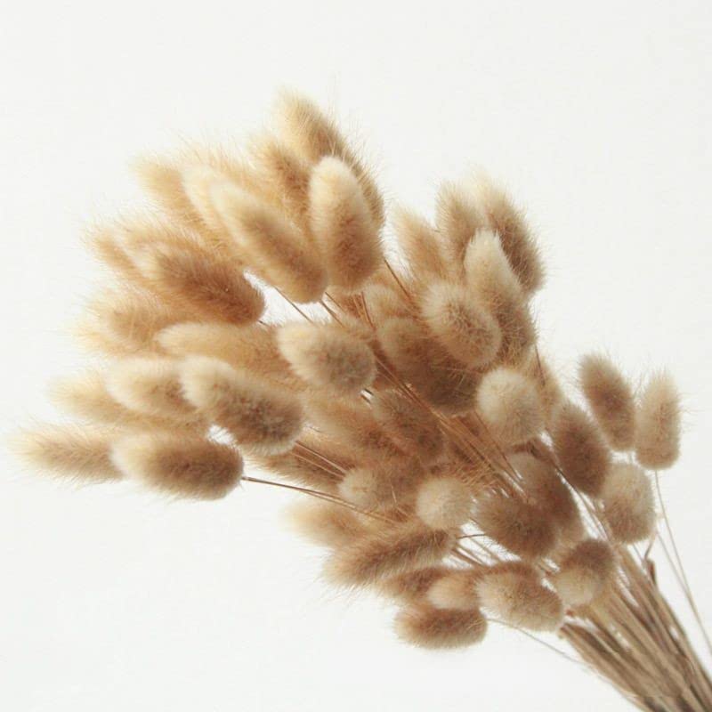 60 Piece Boho Dried Bunny Tail Grass Flowers for Vase Dry Rabbit Elegant Pampass Pompous GrassAntler Wedding Decor Natural Dried Lagurus Ovatus for Flower Arrangements Wedding Home Decor