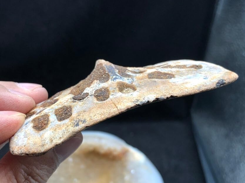 Jurassic Ancient Giant Beast Armor Fossils from the Ice Age