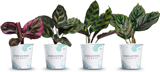 CoollectivePlants Calathea Plant Live Collection – Set of 4 Live Calathe...