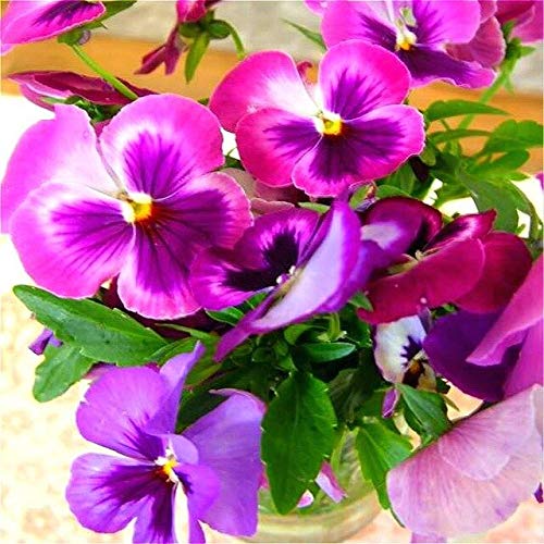Beautiful Seed Flower African Violet Seeds for Garden Seeds Flowers