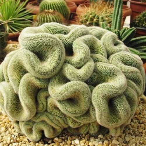 CHUXAY GARDEN Green Brain Cactus Seed,Stenocactus Multicostatus 10 Seeds Rare Succulents Plant Bloom Spring and Summer Great Houseplant Easy Care