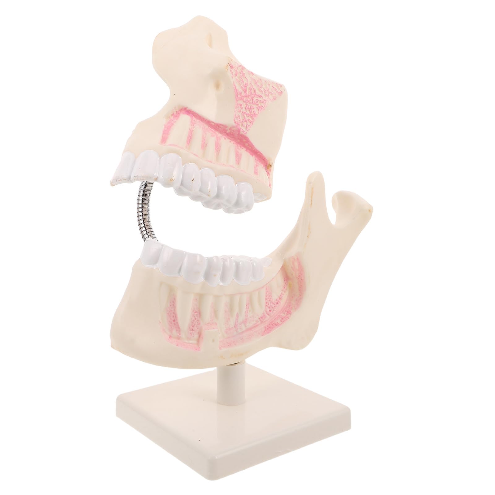 Garneck Modello Denti Anatomico Realistico in Plastica per Studio e Formazione Odontoiatrica Modello Typodont Dettagliato per Apprendimento Orale Materiale Resistente Alta Simulazione