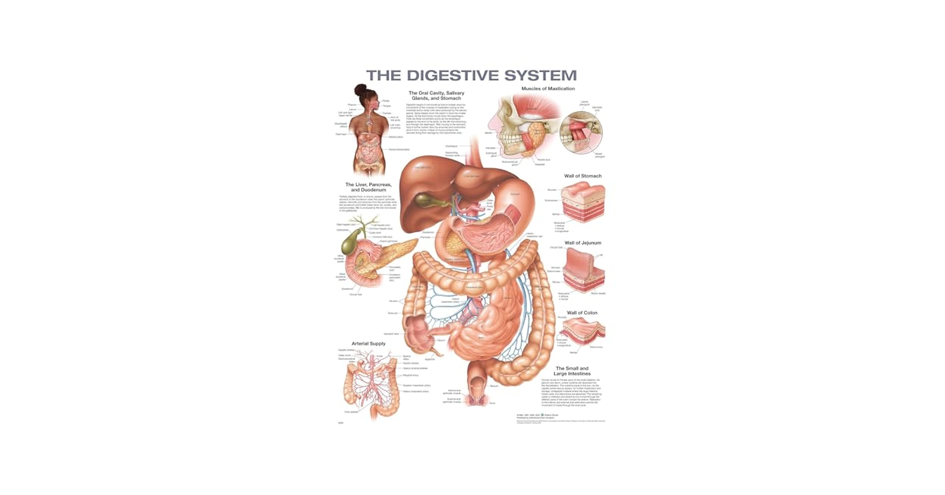 洋書 The Gastrointestinal System Gastrointestinal Anatomy and Physiology: The Essentials