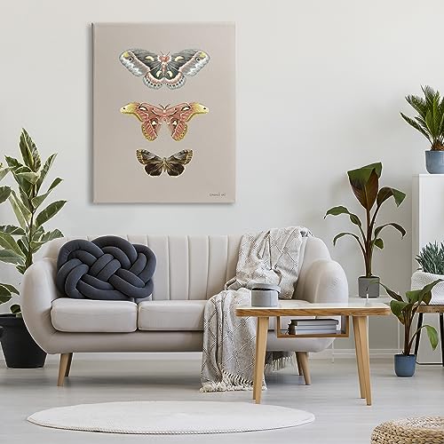 Image of Stupell Industries 'Vintage Moth Specimens'| Canvas Art | Stupell Industries | 36 x 48 Inches, Easy to Hang and Sturdy, Made in USA, by Danhui Nai