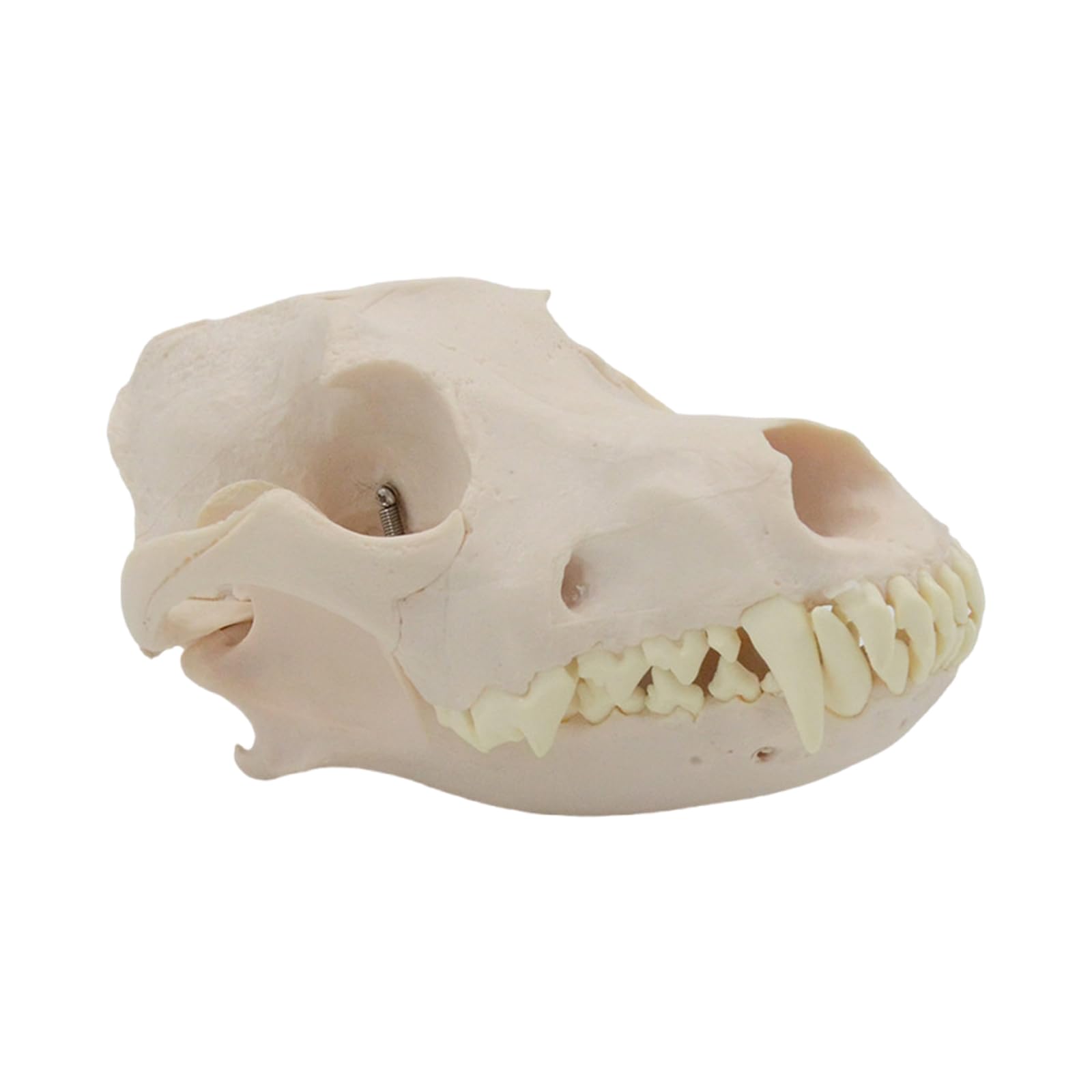 Modello Scheletro Della Testa Del Cane Per L'educazione Veterinaria E Mostrare Anatomico Modello Osseo Osseo Del Cane Anatomia Canina Canina Anatomia