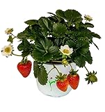 Planta de Fragaria Ananassa Natural Perfecta para Cultivar Fresas Gourmet en Casa