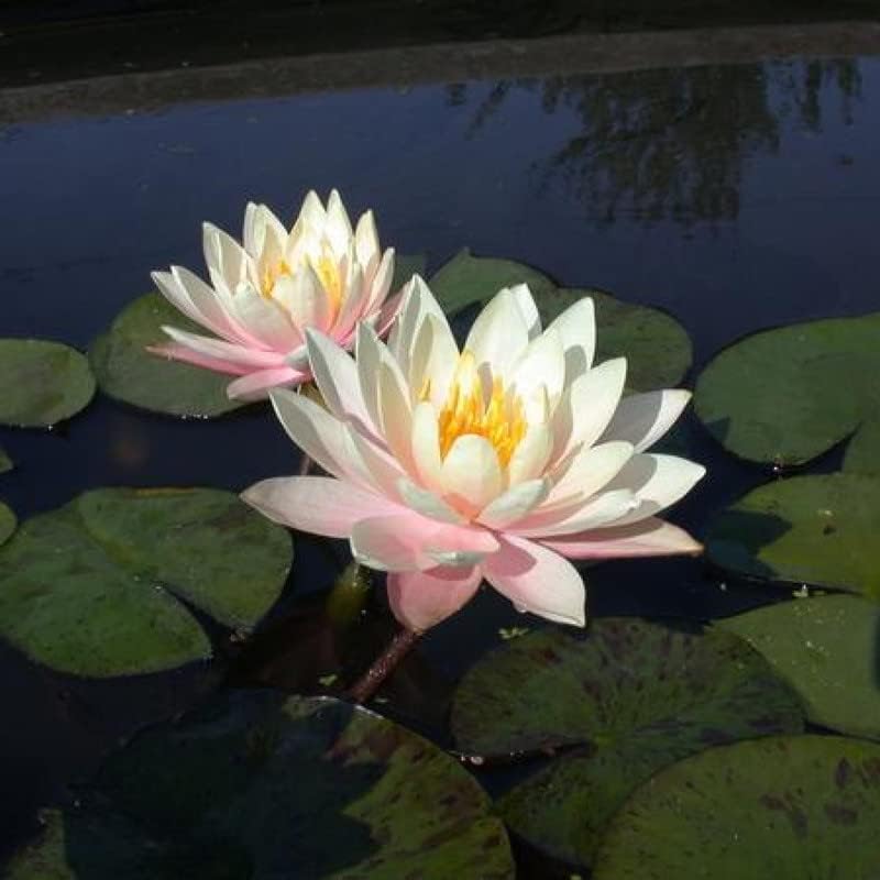 Barbara Dobbins Live Perennial Water Lily – Pre Grown Bare Root