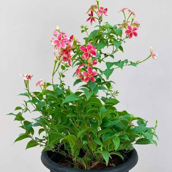 Mphmi NCR Perennial Live Plants Madhumalti Dwarf, Rangoon Creeper - Plant (B0CF6C7RF7) Amazon Price History, Amazon Price Tracker