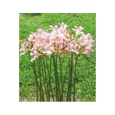 Amazon.com : 3 Bareroot Pink Spider Lily/ Surprise Lily/ Naked Lady