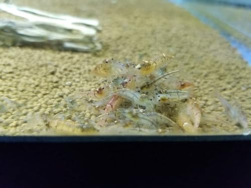 Stardust Shrimp (12) #TOP20