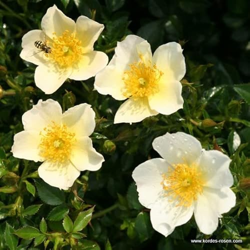 2x Rosier miniature 'Sonnenröschen' – Kordes Nectarroos – Plant-o-fix-pot | Petit buisson compact, fleurs orange-rouge