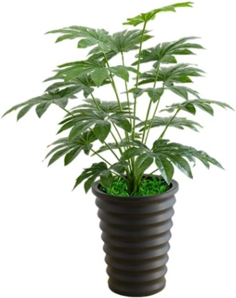 古株群生】翁玉 玉翁殿 白鳥 白星 姫春星 マミラリア 大株 2025年最新