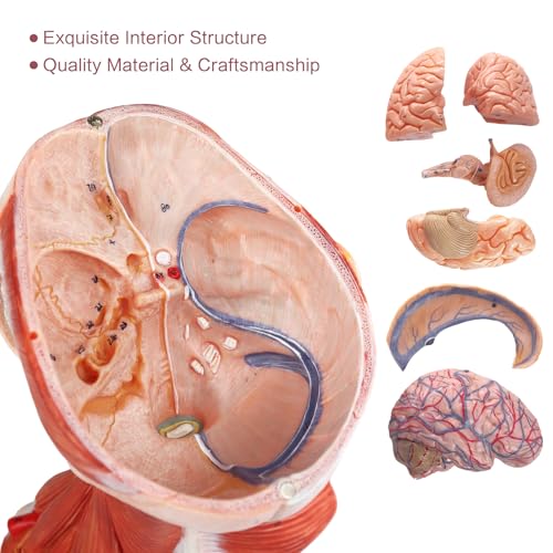 Image of 2026 New 10 Parts Life Size Human Head and Neck W /Brain Model, Numbered Anatomical Head and Neck Muscle with Vessels Nerves and Brain Model for for Medical Teaching Science Learning Education Tool