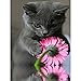 Produktbild DIY 5D Diamant Gemälde, 5D Diamant Painting Full kompletter Bohrer, süße Katze, Stickerei, Kreuzstich-Kits für Kunst und Handwerk auf Leinwand, Wanddekoration, Heimdekoration, 30 x 40 cm