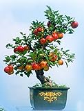 Tipo de producto: Bonsai Uso: Al aire libre Plants Cultivando Grado de dificultad: Muy Easy