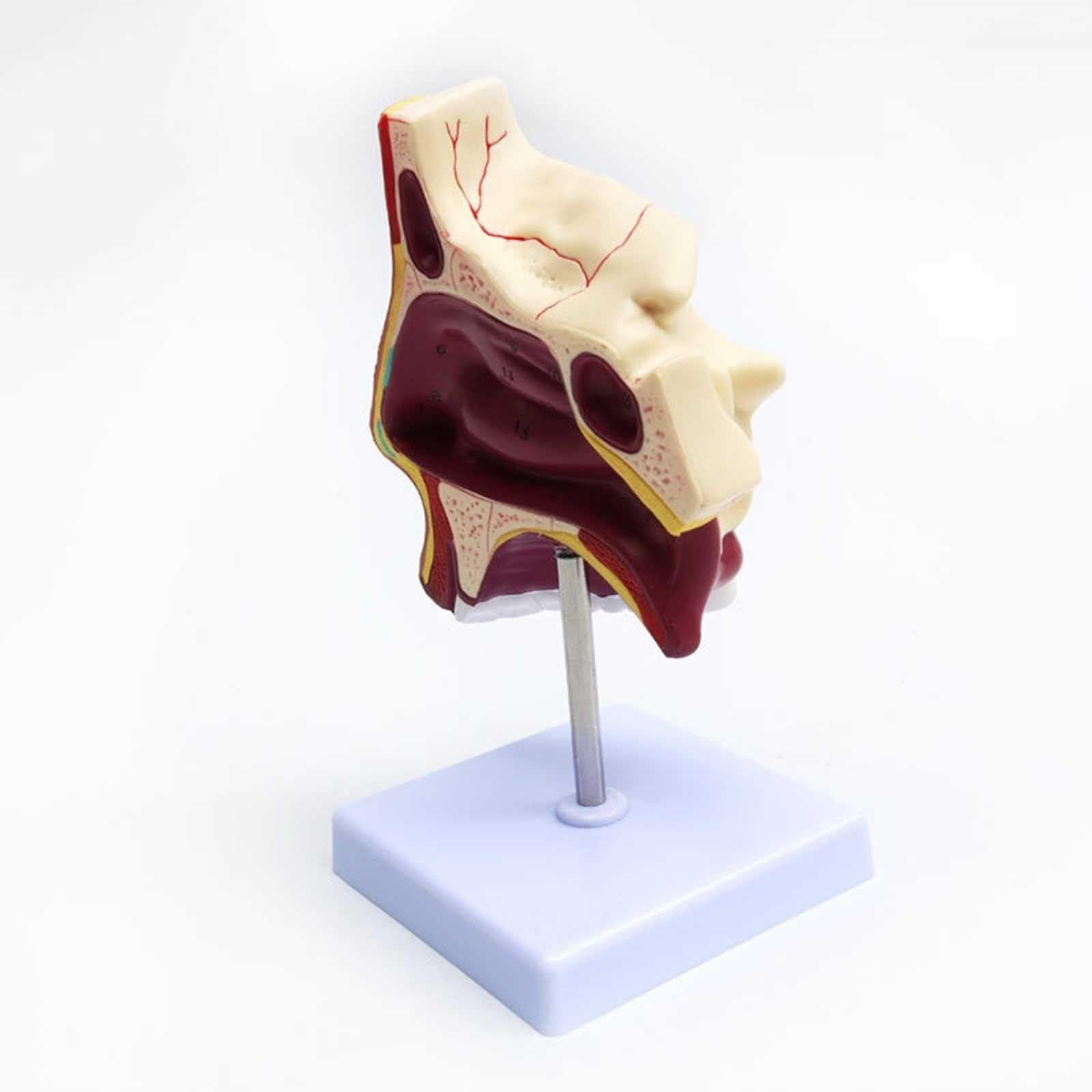 Modelo De Anatomía De La Cavidad Otorrinolaringología Modelo De Cavidad Nasal Modelo De Nariz Modelo De Boca Y Nariz Modelo Nasal Exhibición De Enseñanza De Productos De Laboratorio De Ciencias De Jar