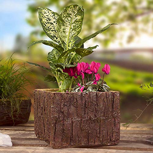 Willys Fachmarkt - Macetero (polirresina, 25 x 24 x 18 cm)