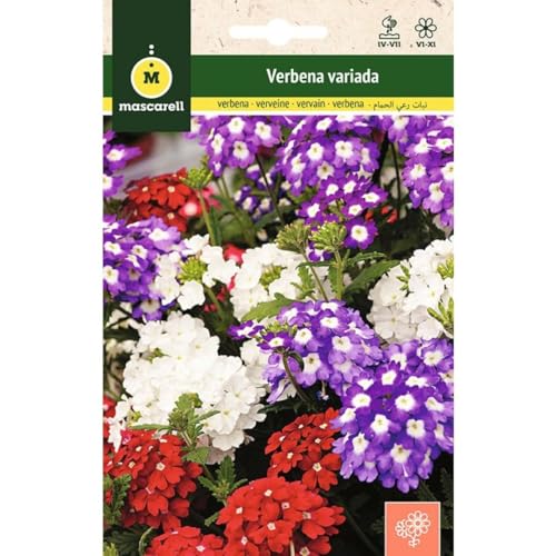 Mascarell Semillas, VERBENA VARIADA, Semillas Flores Exterior para Decoración, 0,5 Gramos
