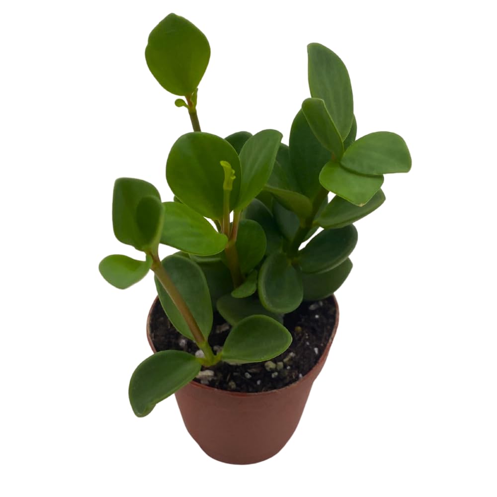 BubbleBlooms Peperomia Hope in a 2 inch Pot