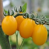 Nuevo 10pcs Frithia Pulchra Planta Semillas Púrpura