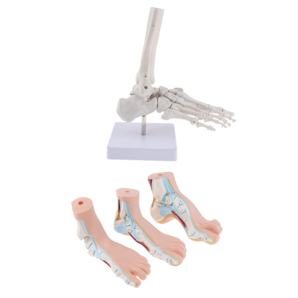 4 Stück Menschliche Fußmodell Anatomisches Fuß Modell für Lehrmittel Laborbedarf