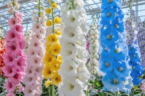 Mixed Color Hollyhock Seeds for Planting - 100+ Seeds -