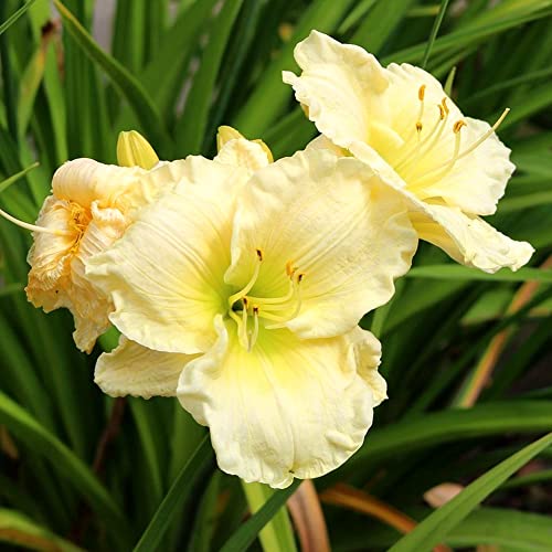 Daylily Hemerocallis bulbi bulbi di Hemerocallis resistente facile da sopravvivere