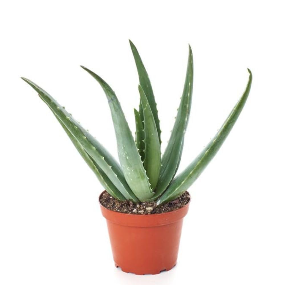 Aloe vera live plant big leaves | Easy Care Succulent Live Plant, With Pot, Indoor Outdor Air Purifier Healthy Medicinal Plant (B0D54LB6DZ) Amazon Price History, Amazon Price Tracker
