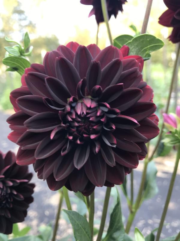Radha Krishna Agriculture Dahlia Imported Flowers Bulb For All Season Pot And Home Garden | Black Flower Bulbs For Indoor/Outdoor Home Gardening Pack Of 1 Bulb.-image-44