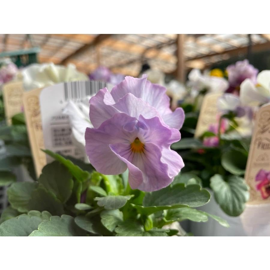 Amazon.co.jp: フリル咲き パンジー シエルブリエ アソート 3号ロング