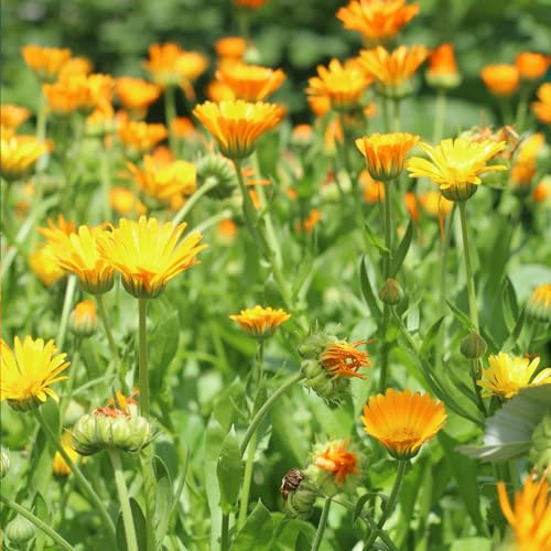 dried calendula flowers petals natural calendula bulk for crafting - 1 oz