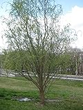 Potted Golden Curls Corkscrew Willow Tree (6-10")(Salix Matsudana)