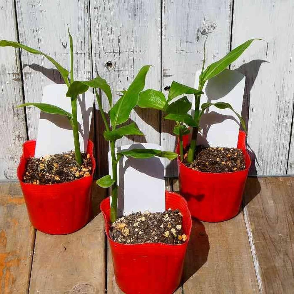 ミョウガ芽出し苗（15から20） ミョウガ芽出し苗（15から20）