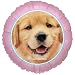 BirthdayExpress Rachael Hale Glamour Dogs Party Supplies - Foil Balloon