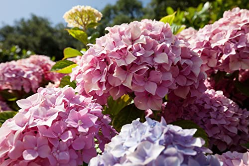 50Pcs Hydrangea Seeds- For Home Garden Planting #TOP2