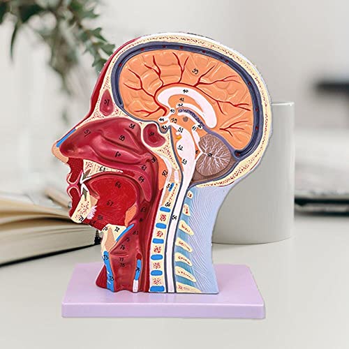 Modèle de cou de tête humaine pour comprendre l'anatomie de surface