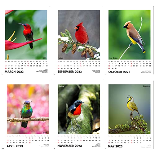 Image of Tallenge - Winged Beauties - 2026 Desk Calendar - 6 x 9 Inches for Home & Office (Paper, Desk Calendar)