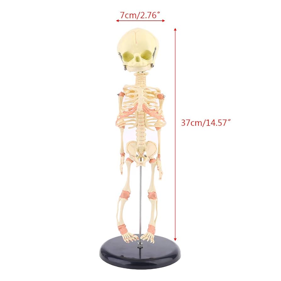 タウング·ベイビー頭骨模型 BCBC276 小児頭蓋骨模型 8才｜精密頭蓋骨模型