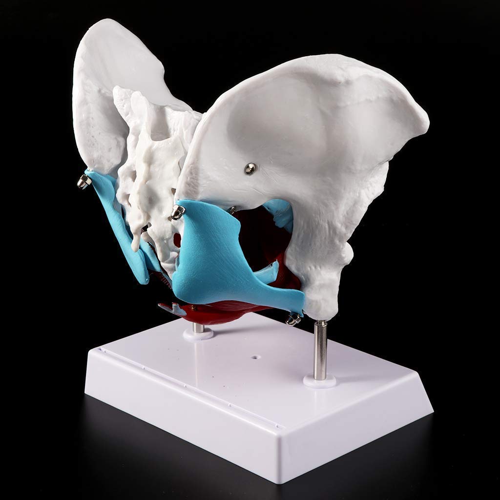 Anatomia Anatomia, Żeński Model Miednicy Mięsień Dna Miednicy, Mięsień Jajnika Mięśni Macicy Macicy Macicy Do Nauczania Zasobów Do Nauczania