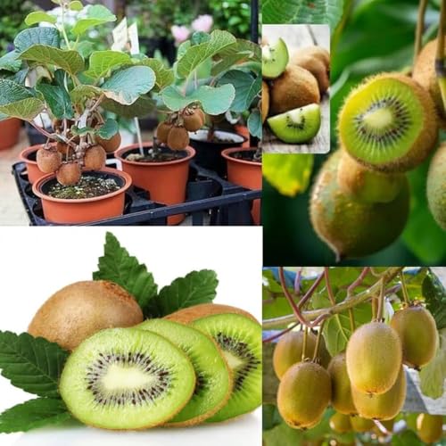 Image of All-Time12 Months Hybrid Grafted Guti Kolom Live Fruit Plant Original & Authentic Organic Tree for Outdoor Fast-Growing Fruit Plant Home Pack Of-1 (Kiwi Fruit Plant, Medium)